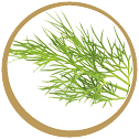 ICON_DILLSPITZEN